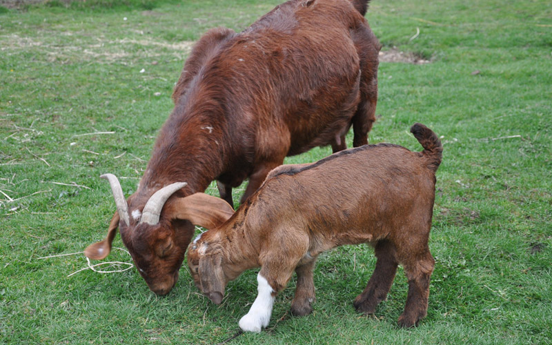 South African Boer Goats, Aran Farms, near Seattle Washington